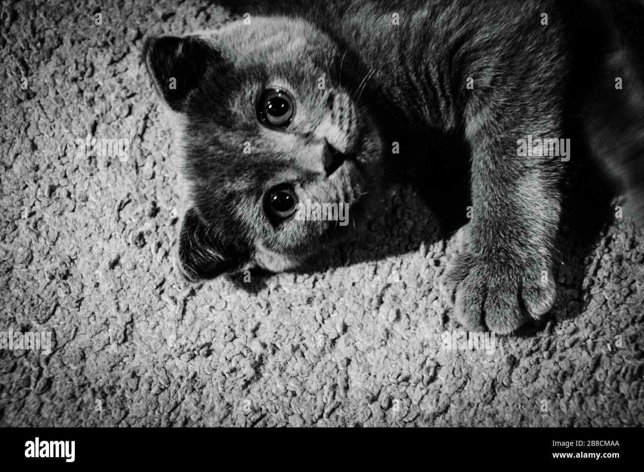 Gros plan de mignon drôle écossais plier 3 mois de chaton. Portrait en noir et blanc. Banque D'Images