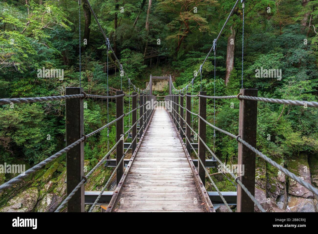 Pont suspendu traversant une rivière dans une forêt tropicale luxuriante sur l'île méridionale de Yakushima, au Japon Banque D'Images