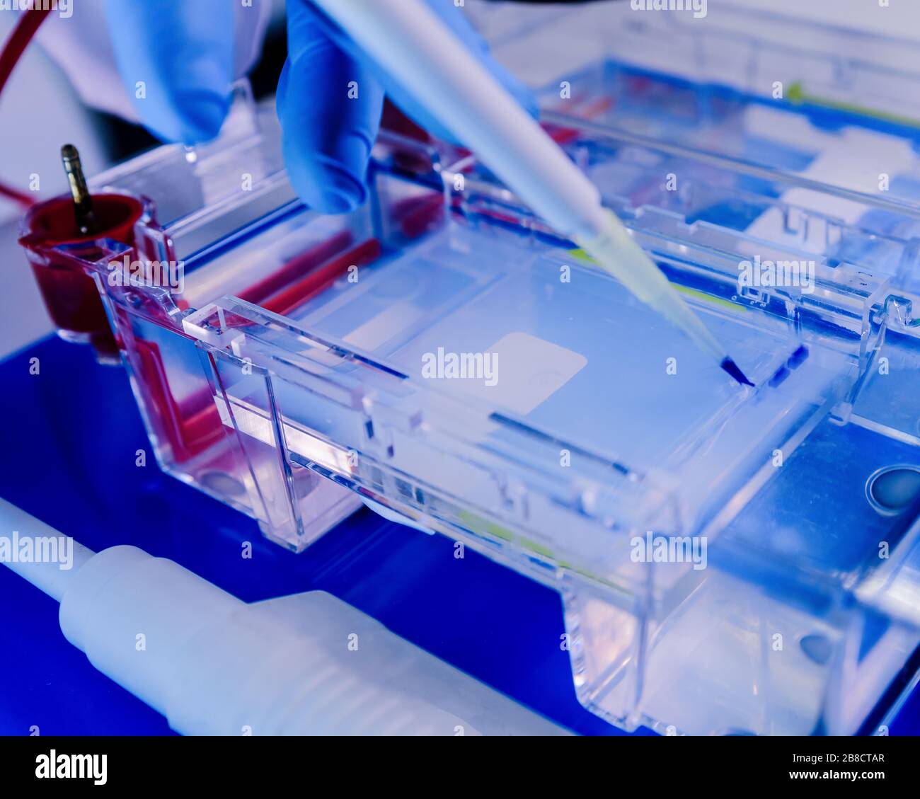 Séparation des protéines sur des gels dans des chambres d'électrophorèse. Concept de la science, du laboratoire et de l'étude des maladies. Coronavirus (COVID-19) dégel de traitement Banque D'Images