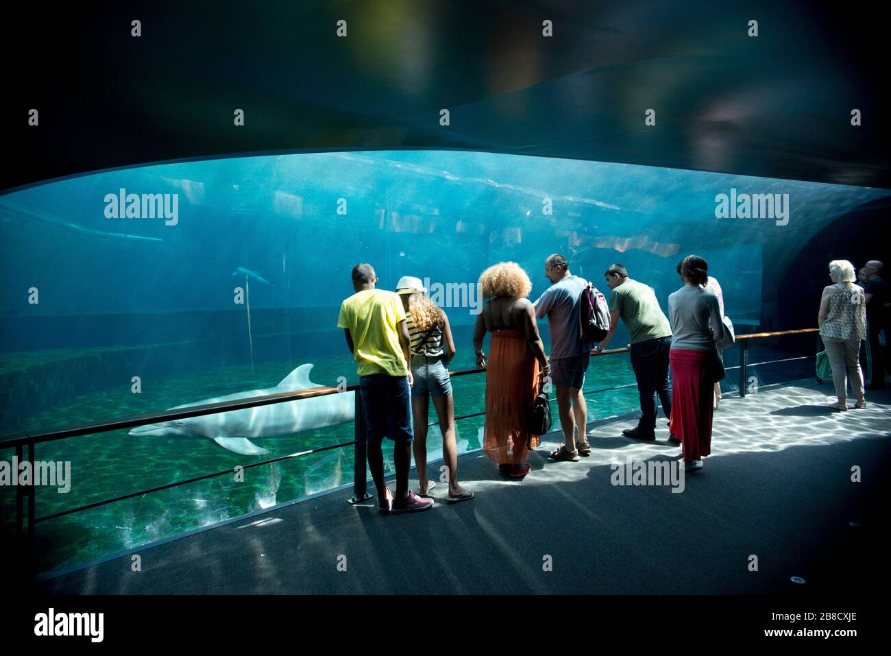 L'Aquarium de Gênes, le réservoir des dauphins, Gênes, Ligury, Italie, Europe Banque D'Images
