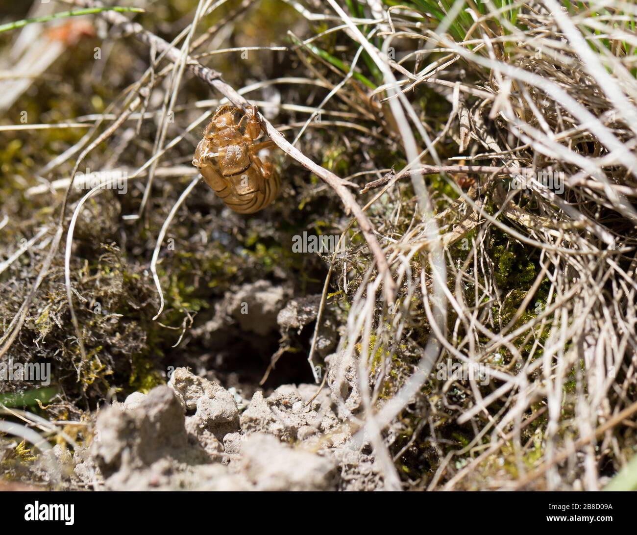 Nouvelle forêt cicada larva exuvia (émerge de son terrier souterrain) Banque D'Images