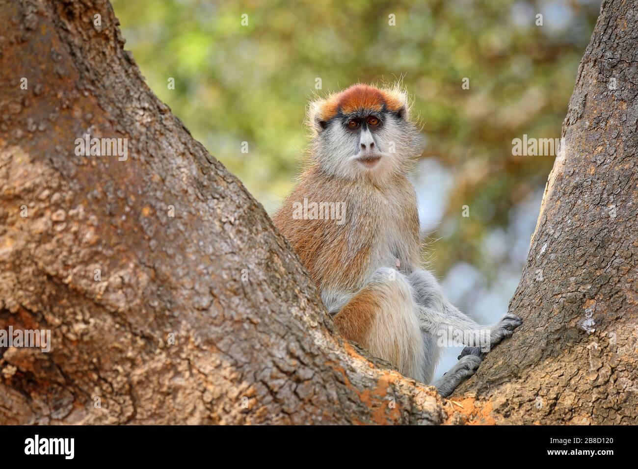 Papas Monkey, parc national de Murchison Falls Ouganda (er Banque D'Images