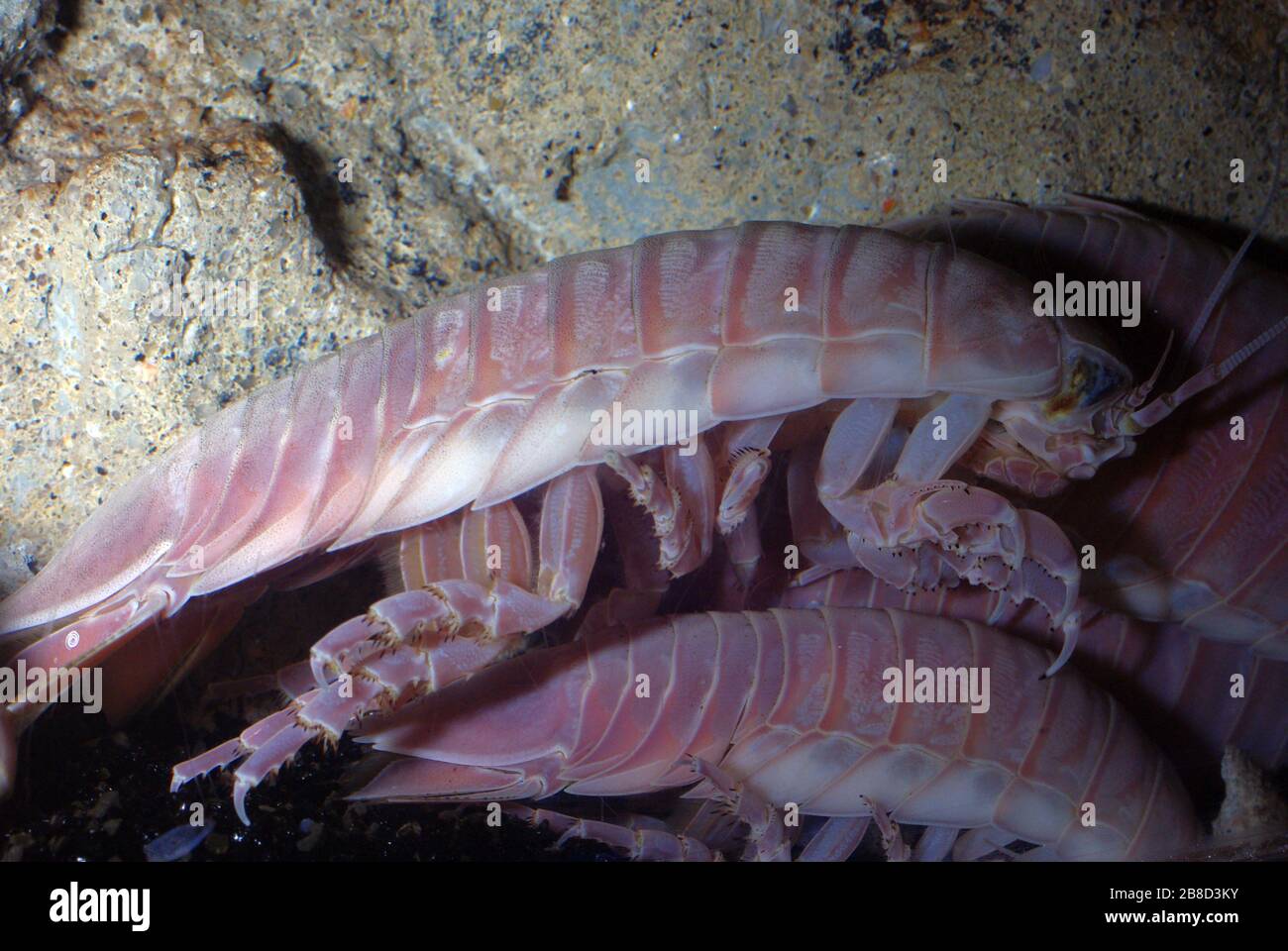 Isopodes géants, Bathynomus giganteus Banque D'Images