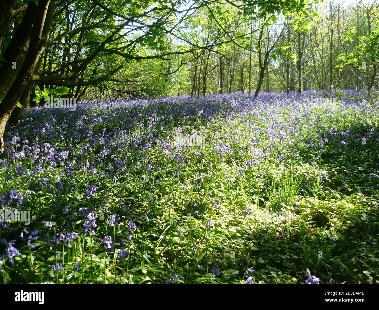 Bluebells dans les bois, Ratby, Leicestershire, Royaume-Uni Banque D'Images