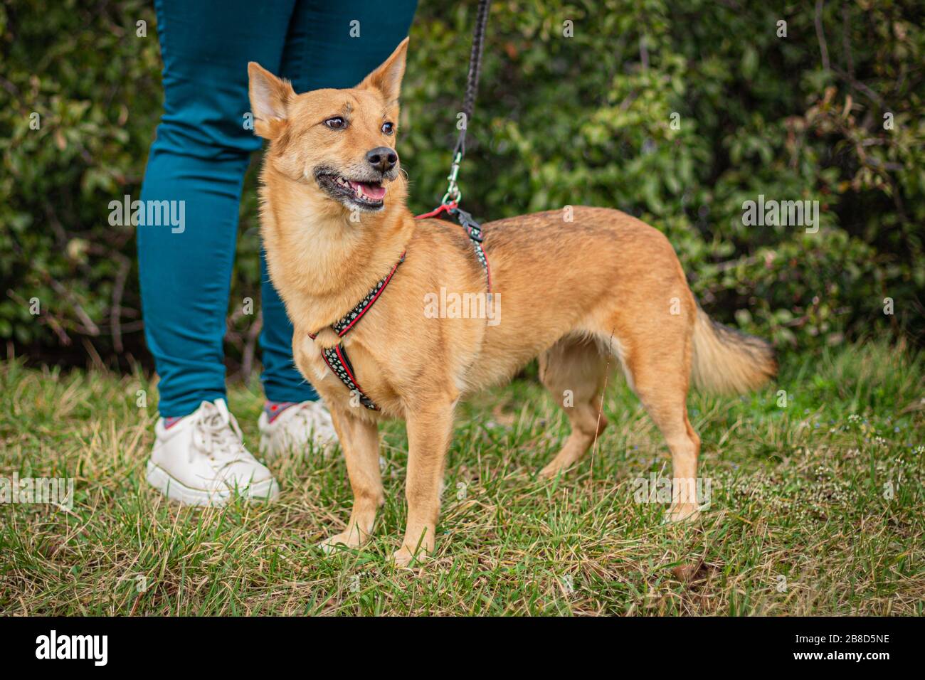 Joli chien mongrel brun à face foxy sur une laisse debout sur l'herbe verte regardant heureux. Un plaisir dans le parc avec un ami humain derrière lui avec un pantalon bleu. Banque D'Images