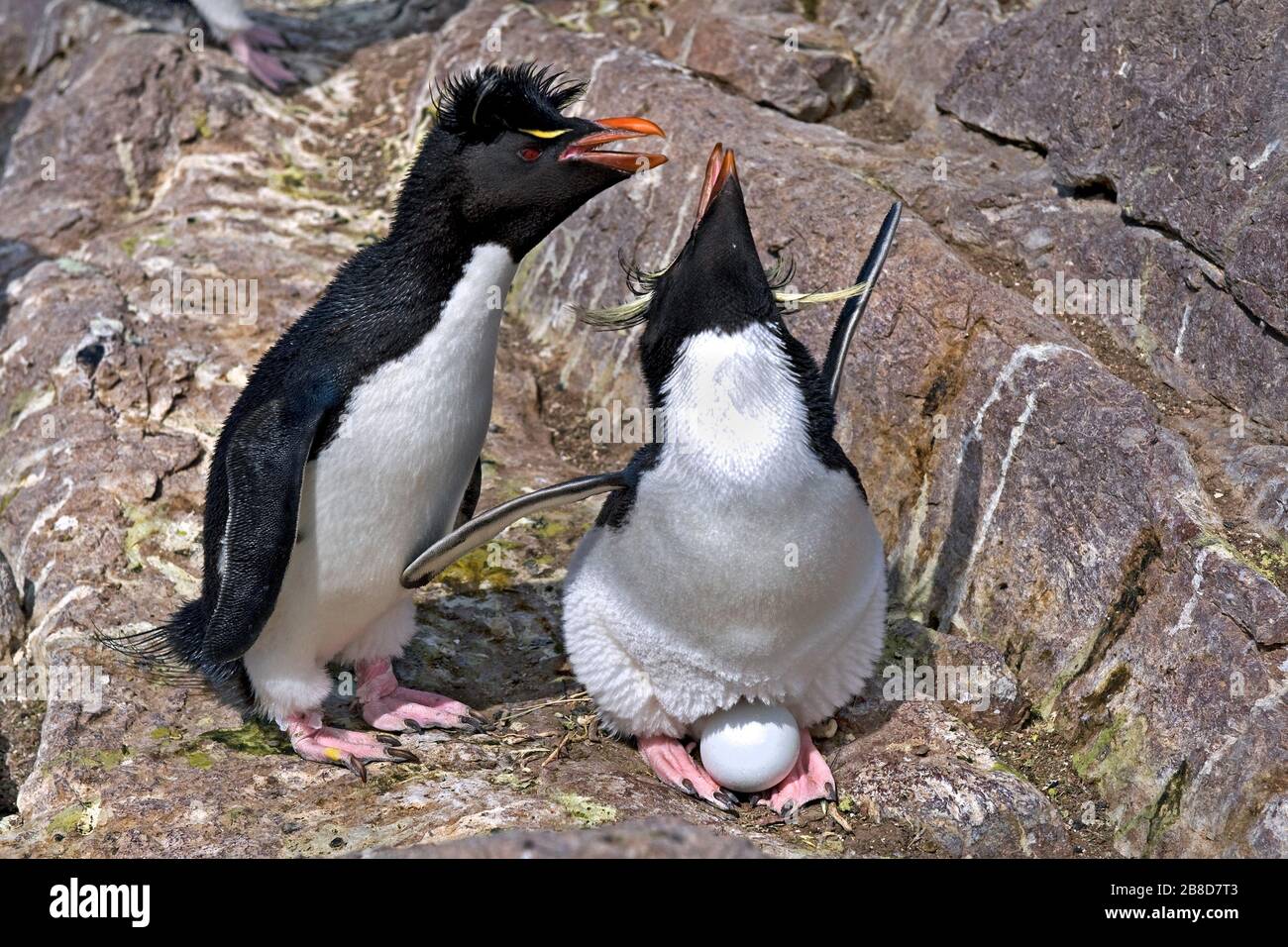 Les pingouins de Rockhopper se reproduisent sur l'île de Pinguino (île de Penguin) près de Puerto Deseado, Patagonia/Argentine Banque D'Images