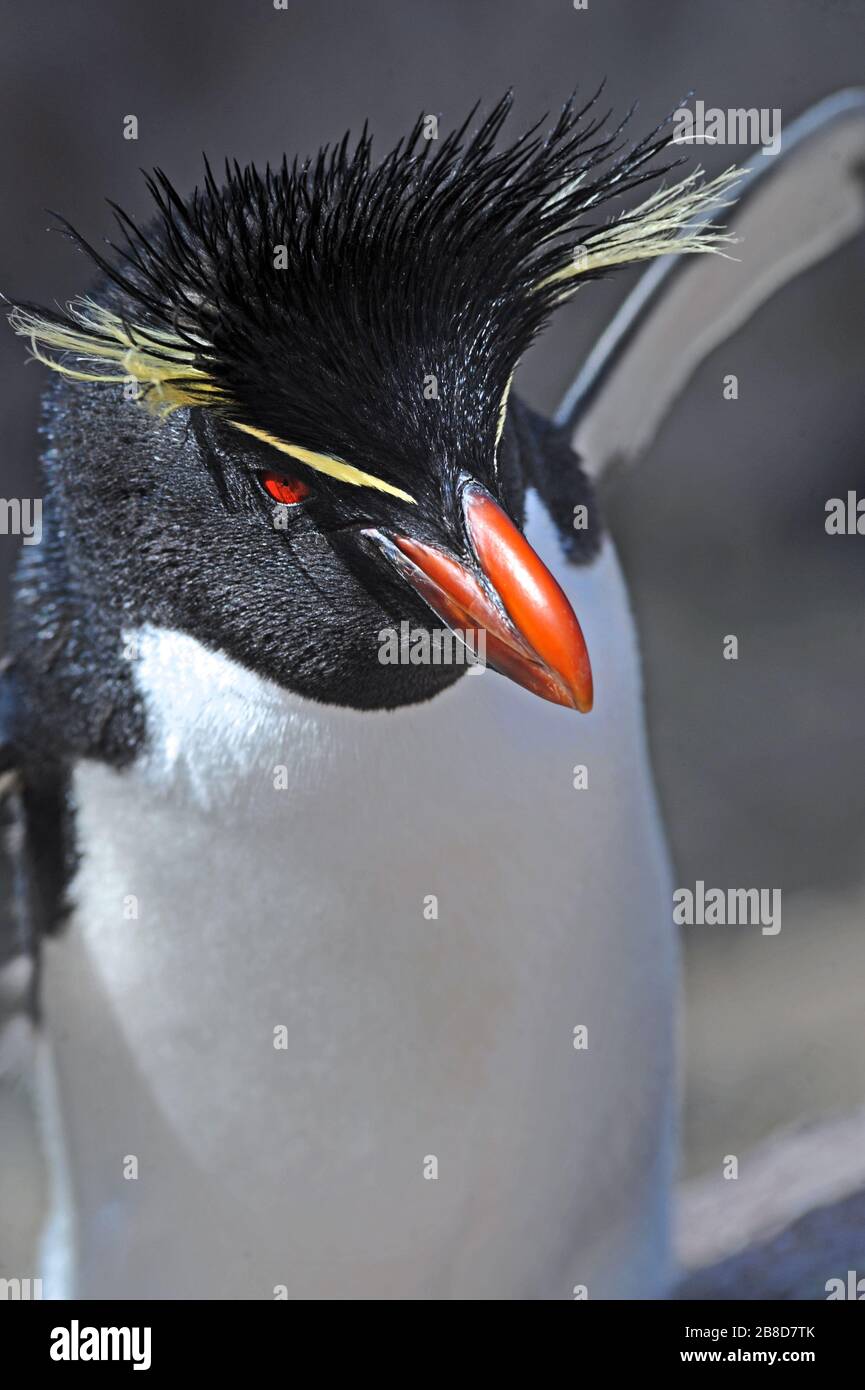 Pingouin du sud de Rockhopper sur l'île Isla Pinguino (Penguin Island) près de Puerto Deseado, Patagonia/ Argentine Banque D'Images
