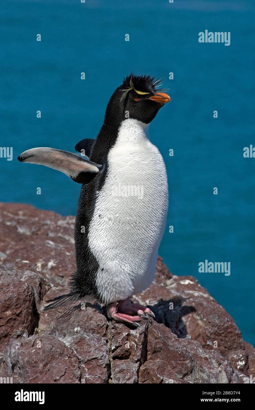 Pingouin du sud de Rockhopper sur l'île Isla Pinguino (Penguin Island) près de Puerto Deseado, Patagonia/ Argentine Banque D'Images