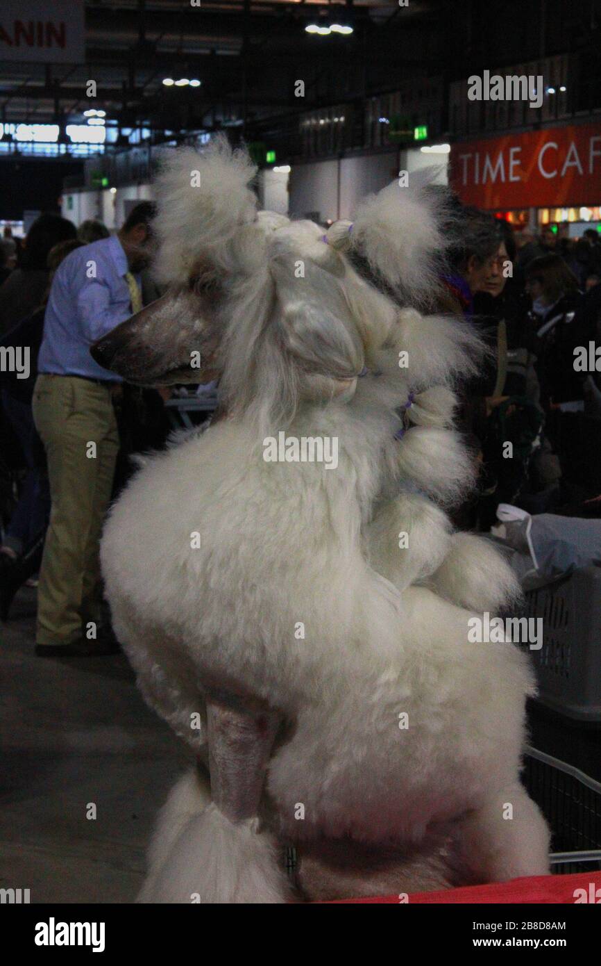 Portrait d'un chien blanc Banque D'Images