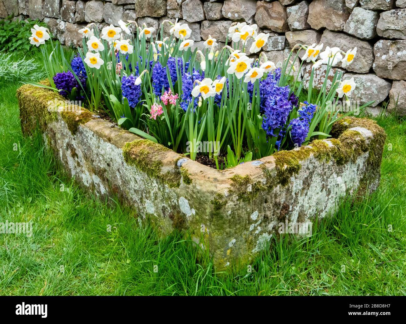 Auge en pierre planté avec des ampoules de printemps de Narcisse jacinthe et Tulip - Somerset UK Banque D'Images
