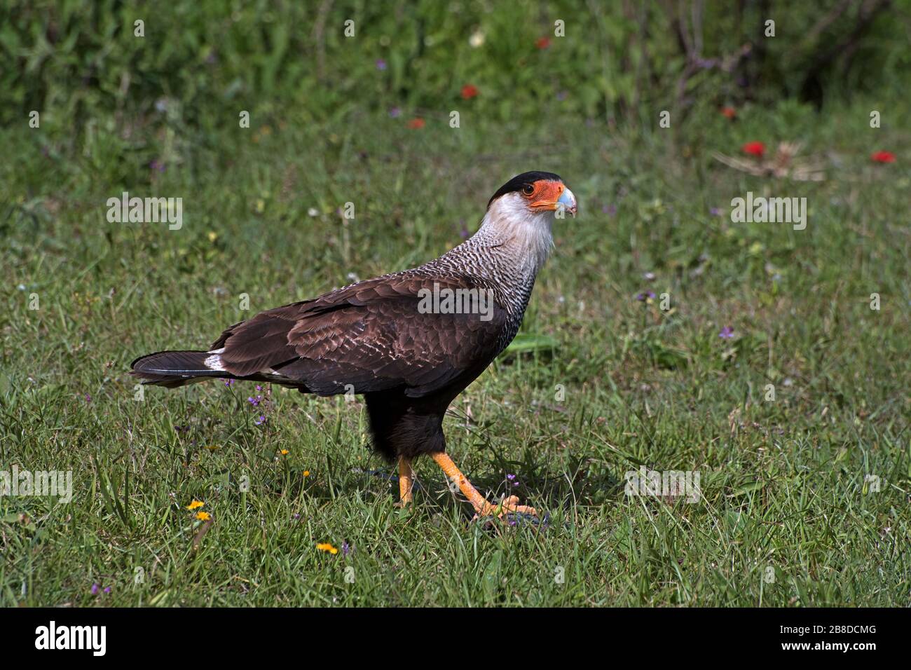 El Palmar National Park, Province entre Rios / Argentine: Caracara dépoli du sud Banque D'Images