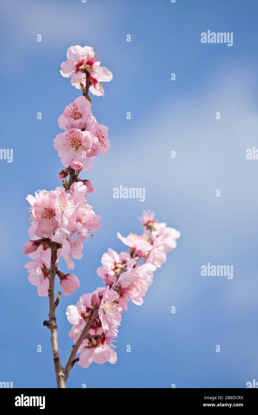 Branche de l'amande avec des fleurs roses contre le ciel bleu avec des nuages - foyer sélectif Banque D'Images