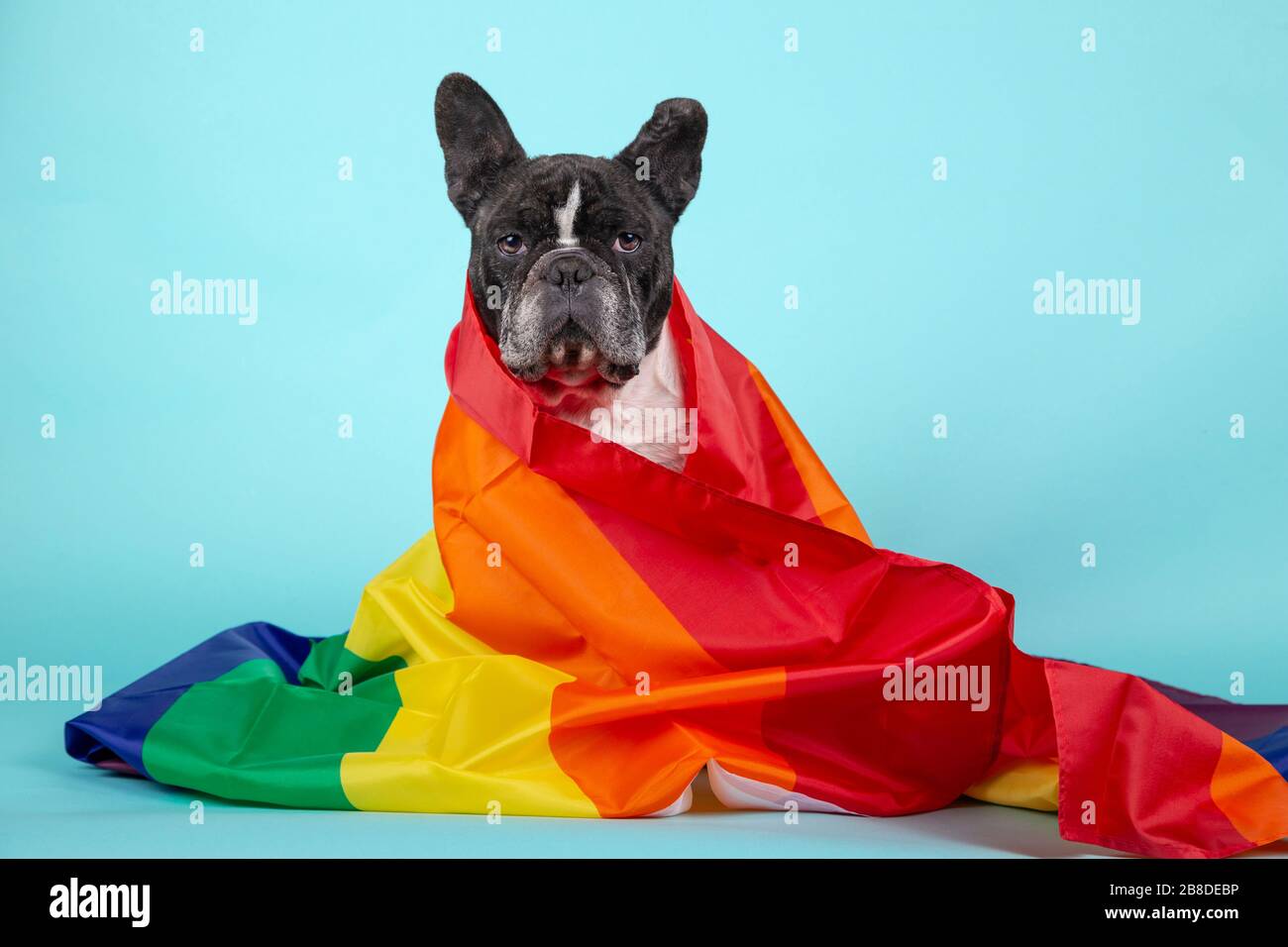 Magnifique bouledog français enveloppé d'un drapeau arc-en-ciel qui symbolise les droits des gays regardant la caméra. Isolé sur fond bleu. Conce LGBT Banque D'Images