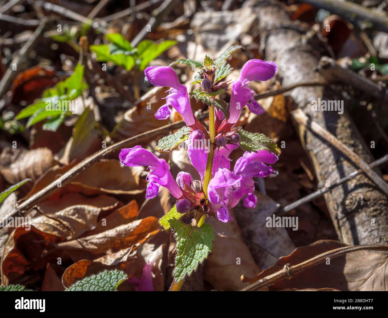 Sekted White Deadntle (Lamium maculatum), Bavière, Allemagne, Europe Banque D'Images