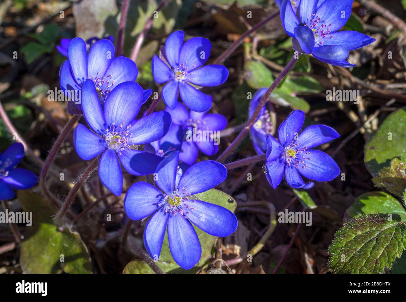 Liverflower (Hepatica nobilis), fleurs, Bavière, Allemagne, Europe Banque D'Images