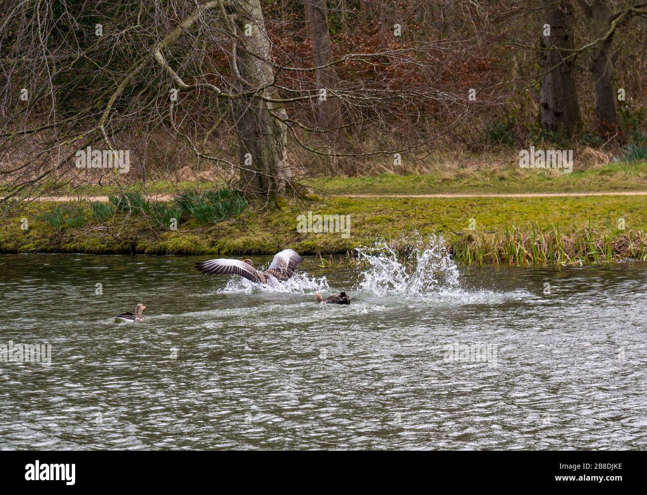 Rival de chasse d'oie grislag mâle en saison d'accouplement dans un lac artificiel, Gosford Estate, East Lothian, Ecosse, Royaume-Uni Banque D'Images