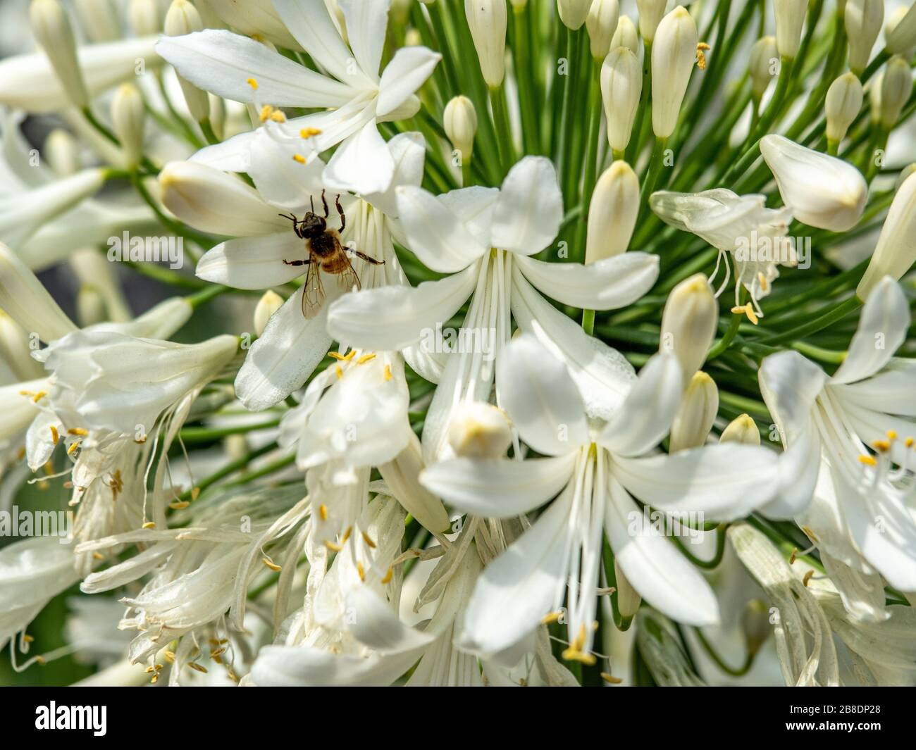 Gros plan de la pollinisation des abeilles blanc agapanthus fleur. Banque D'Images