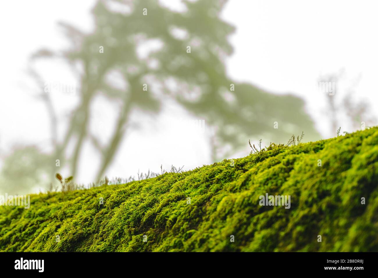 mousse verte sur l'écorce dans la forêt. arbres brumeux sur fond. temps humide. fond de mousse pour le papier peint. macro vue rapprochée sur le su naturel de lichen luxuriant Banque D'Images