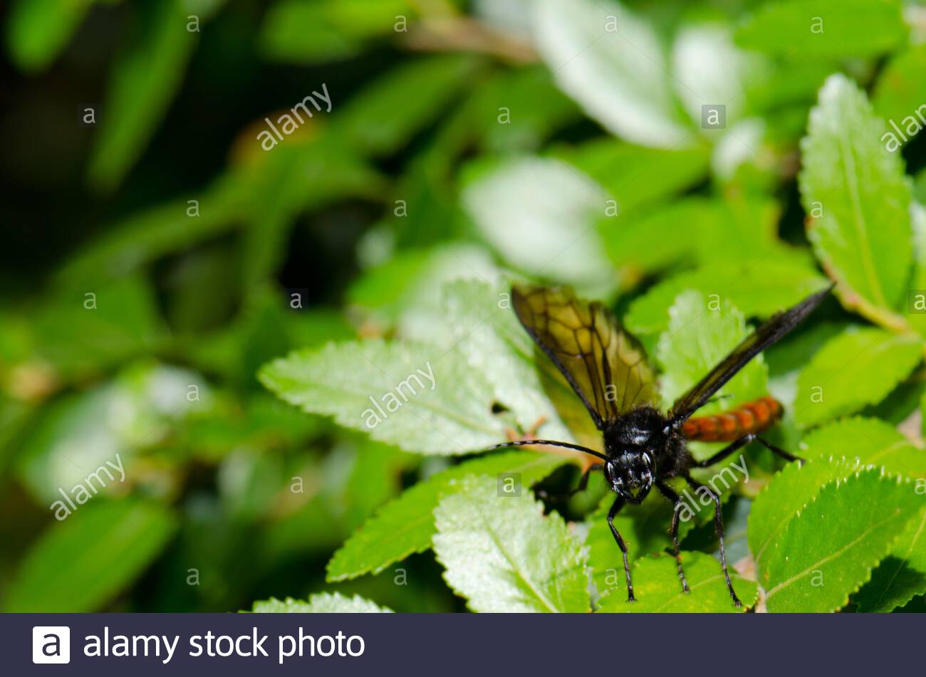 Escallonia Stock Photos Escallonia Stock Images Page 3 Alamy