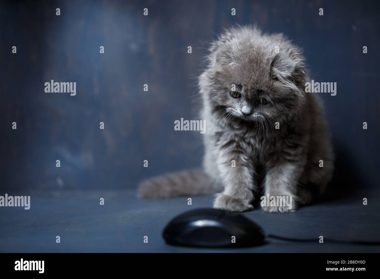 le petit chaton à pliage britannique joue avec une souris d'ordinateur Banque D'Images