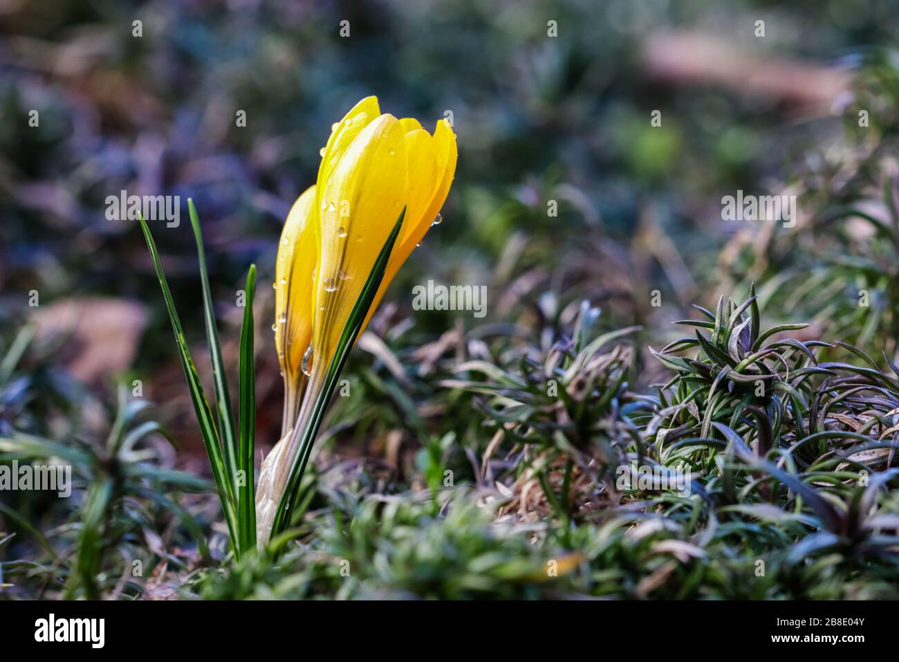 Les premières crocuses jaunes avec des gouttes de pluie dans le jardin de printemps. Concept botanique Banque D'Images