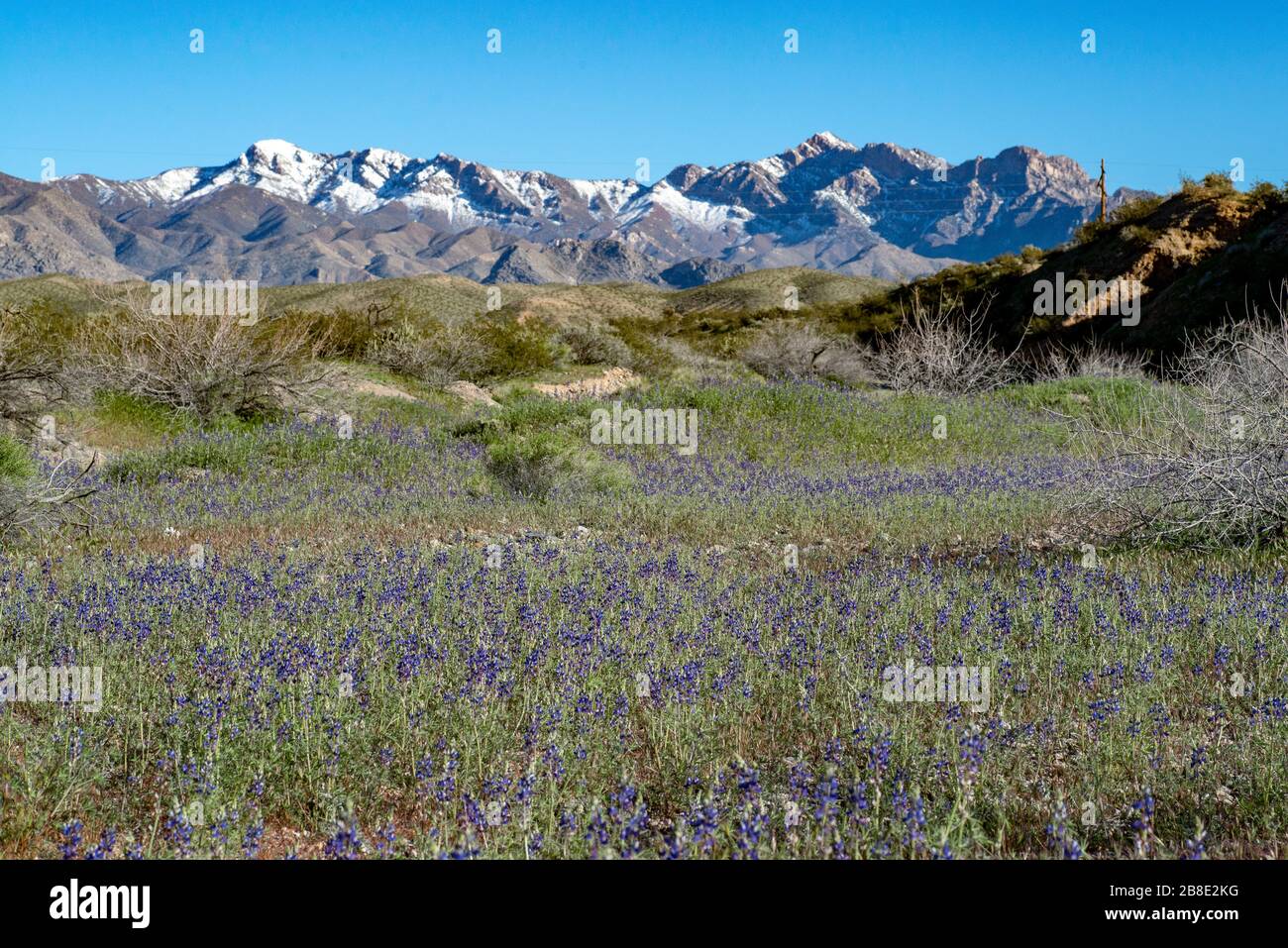 USA, Nevada, Clark County, Gold Butte National Monument: Un tapis de superfloraison de la lupin de Coulter (Lupinus sparsiflorus) devant la neige couverte Banque D'Images