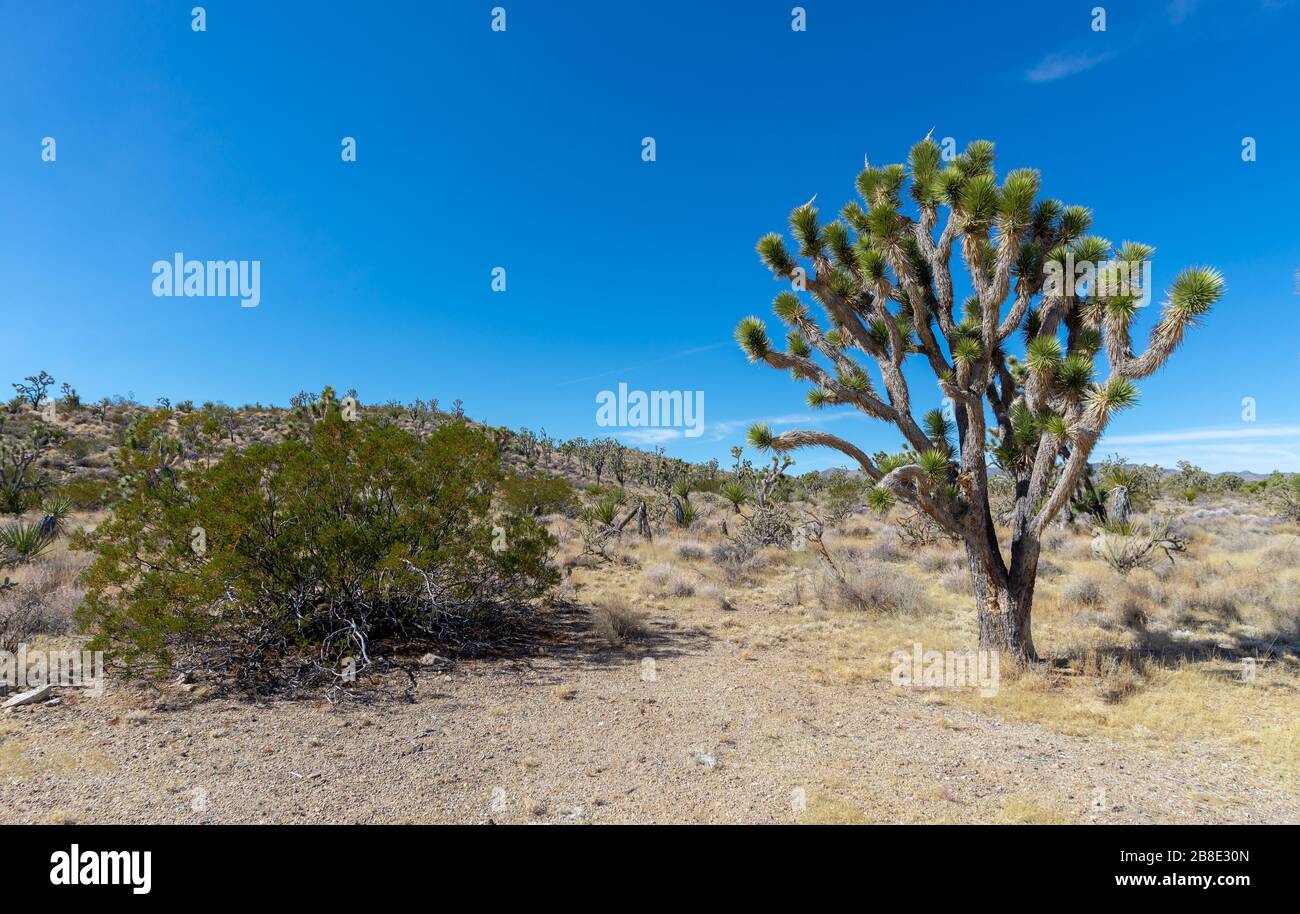 États-Unis, Nevada, Clark County, New York Mountains. Une scène désertique avec Joshua Tree (Yucca brevifolia) et le cosote (Larrea tridentata) Banque D'Images