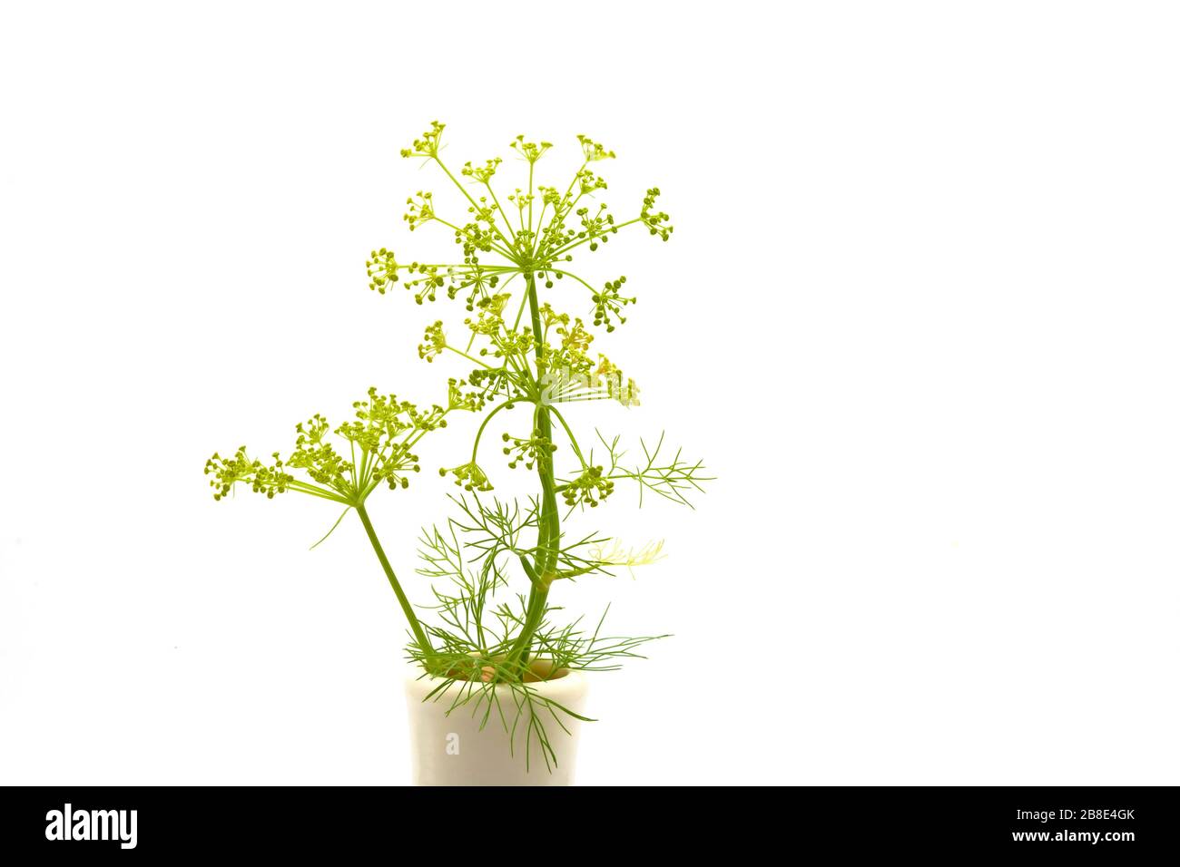 L'aneth, Anethum graveolens, est une herbe parfumée appartenant à la famille du céleri. Photographié sur fond blanc. Banque D'Images