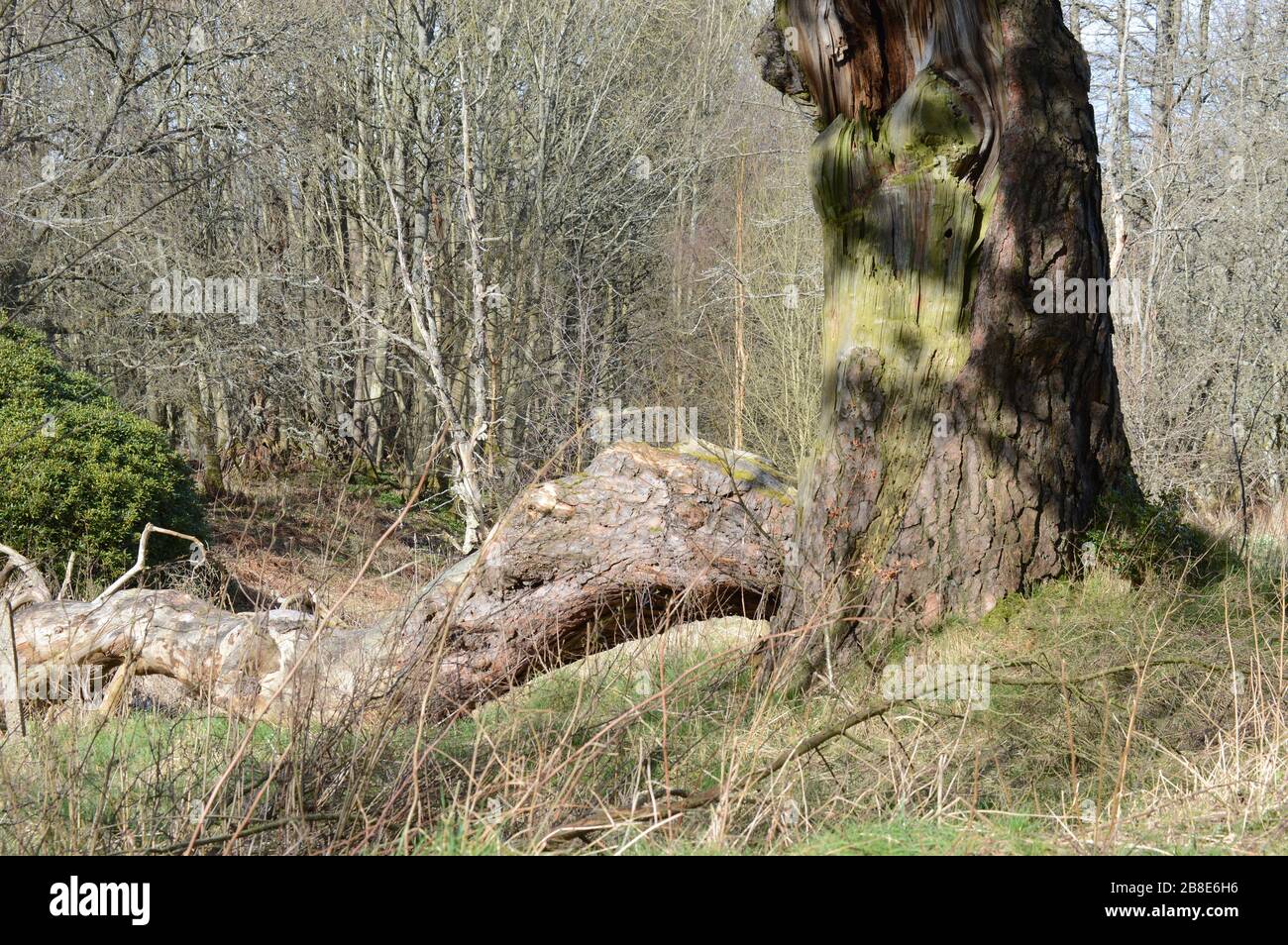 Un arbre dans le domaine du Prieuré de Crawford, Cupar, Fife, construit au début du XIXe siècle Banque D'Images