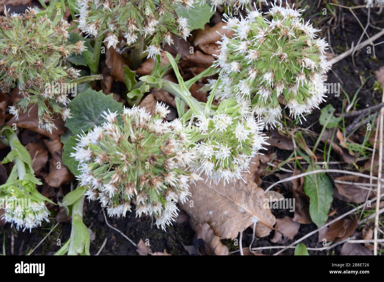 Butterbur blanc mâle, Petasites albus, Crawford Priory, Cupar, Fife, 19 mars 2020 Banque D'Images