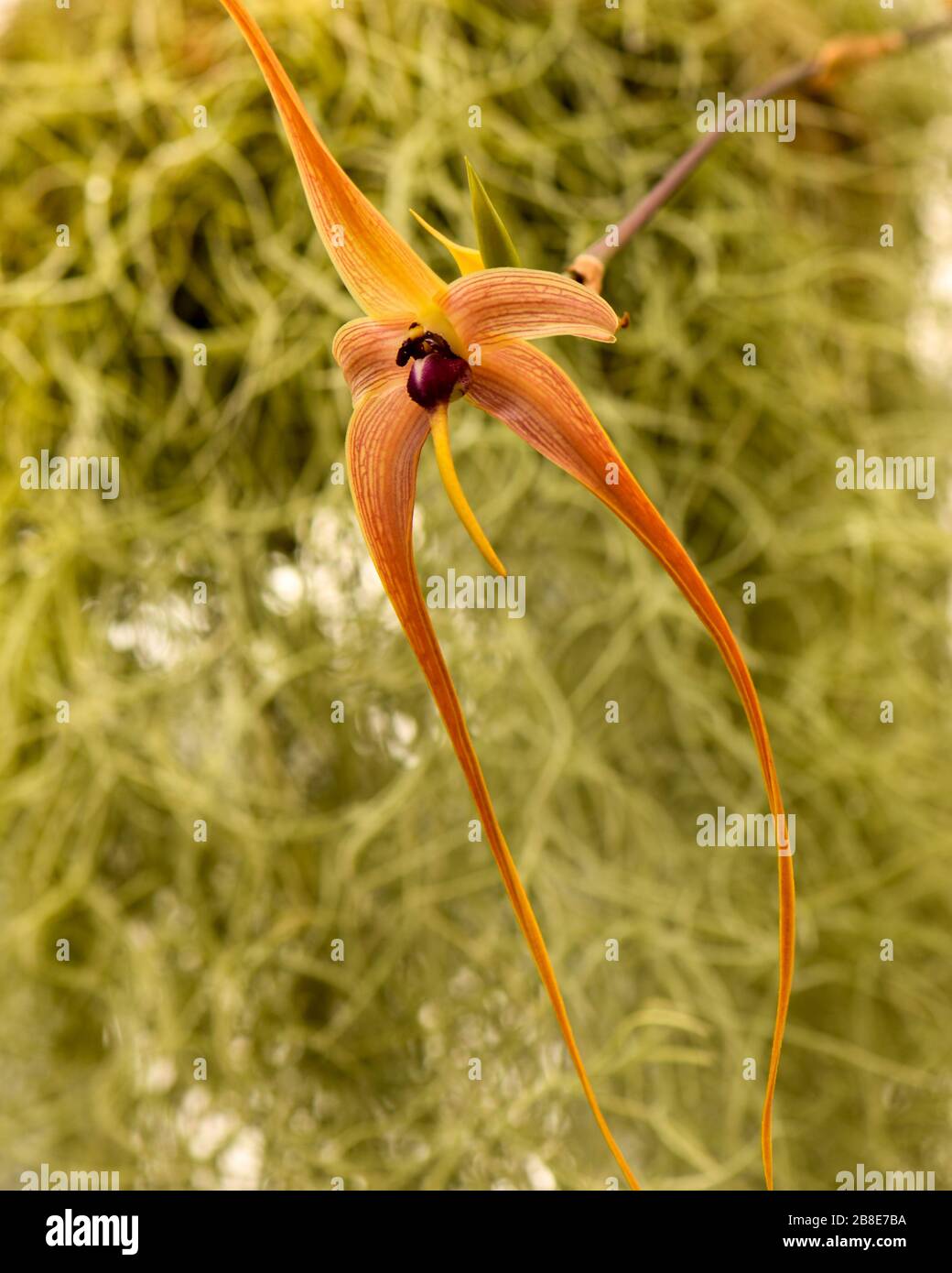 Unique, exotique, Orchid Orange Spider avec centre de Bourgogne sur fond vert olive. Banque D'Images