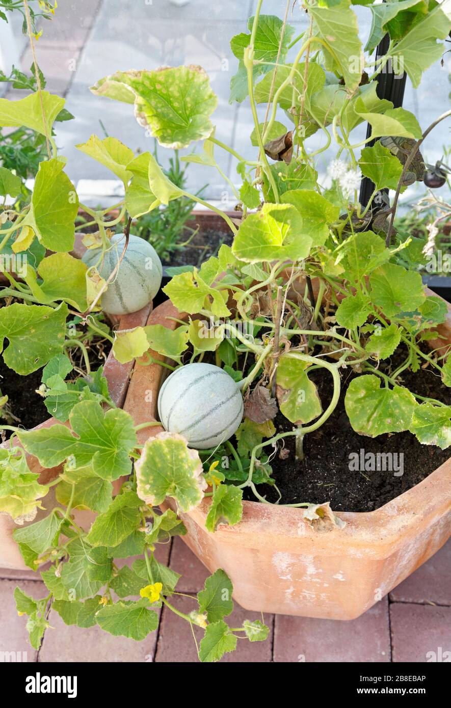 Cucumis melo - Cantaloup - Août Banque D'Images