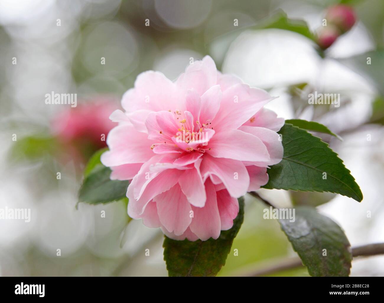 Camellia japonica 'joie parfumée' - Mars Banque D'Images