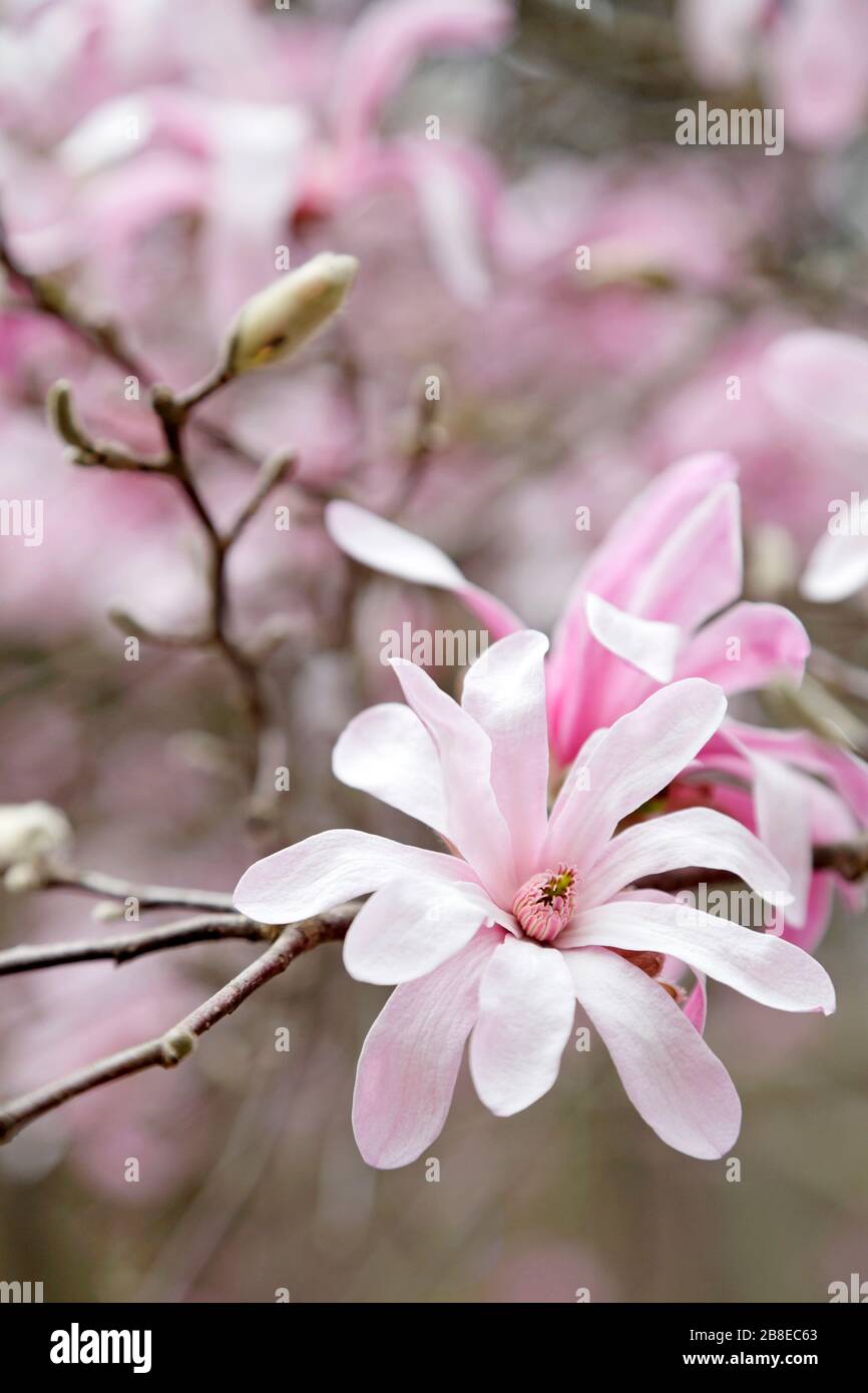 Magnolia x loebneri 'Leonard Messel' - Mars Banque D'Images