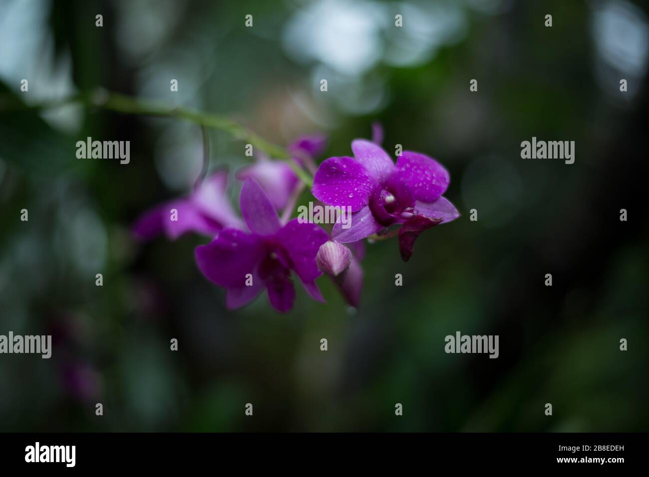 Vanda Orchid Flower au Orchid Festival 2020 aux Jardins botaniques royaux de Kew, Richmond, Londres Banque D'Images