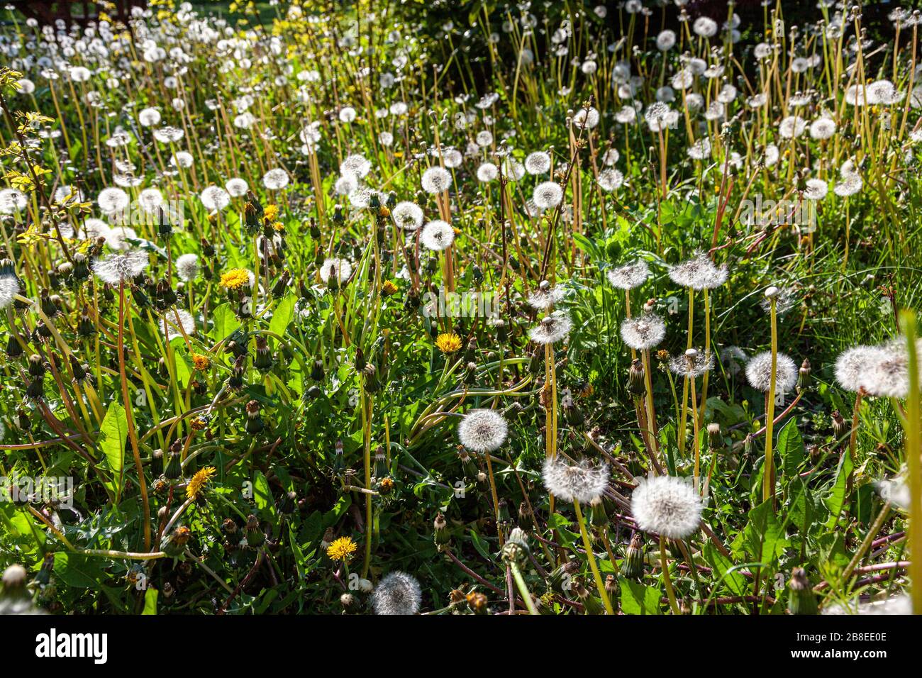 Pissenlits communs (Taraxacum sect. Ruderalia) sur un pré d'été avec flou Banque D'Images