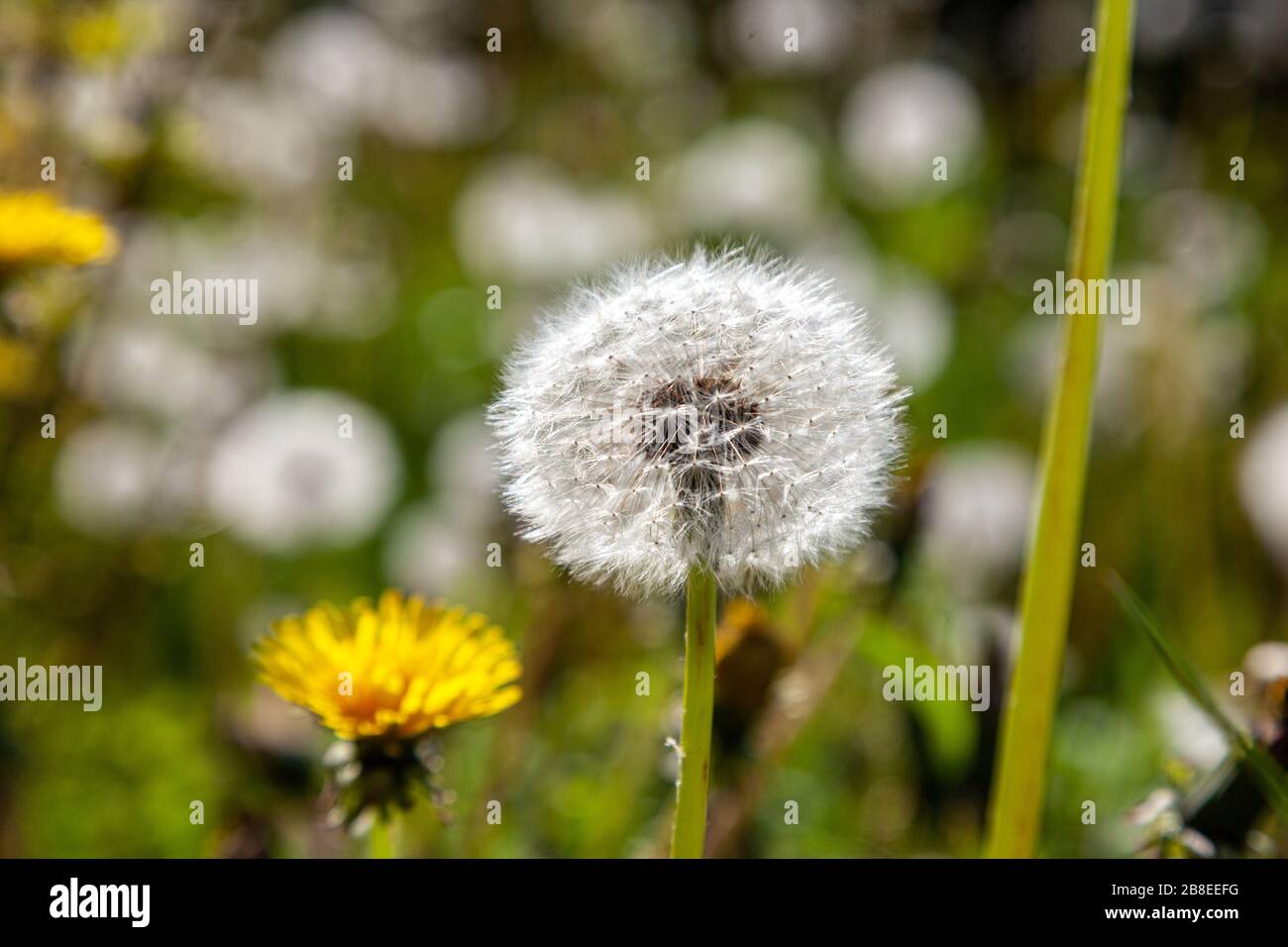 Pissenlits communs (Taraxacum sect. Ruderalia) sur un pré d'été avec flou Banque D'Images