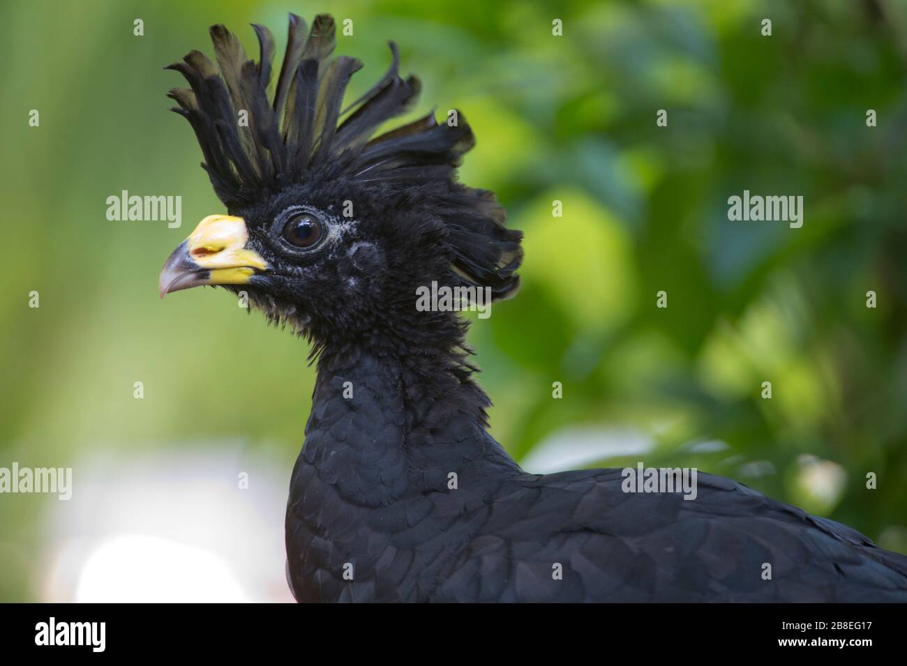 Grand Curassow masculin (Crax rubra) dans le nord-est du Costa Rica Banque D'Images