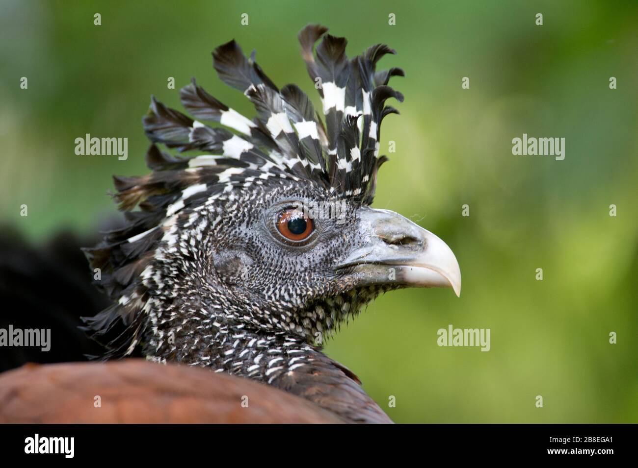 Femme Grand Curassow (Crax rubra) dans le nord-est du Costa Rica Banque D'Images