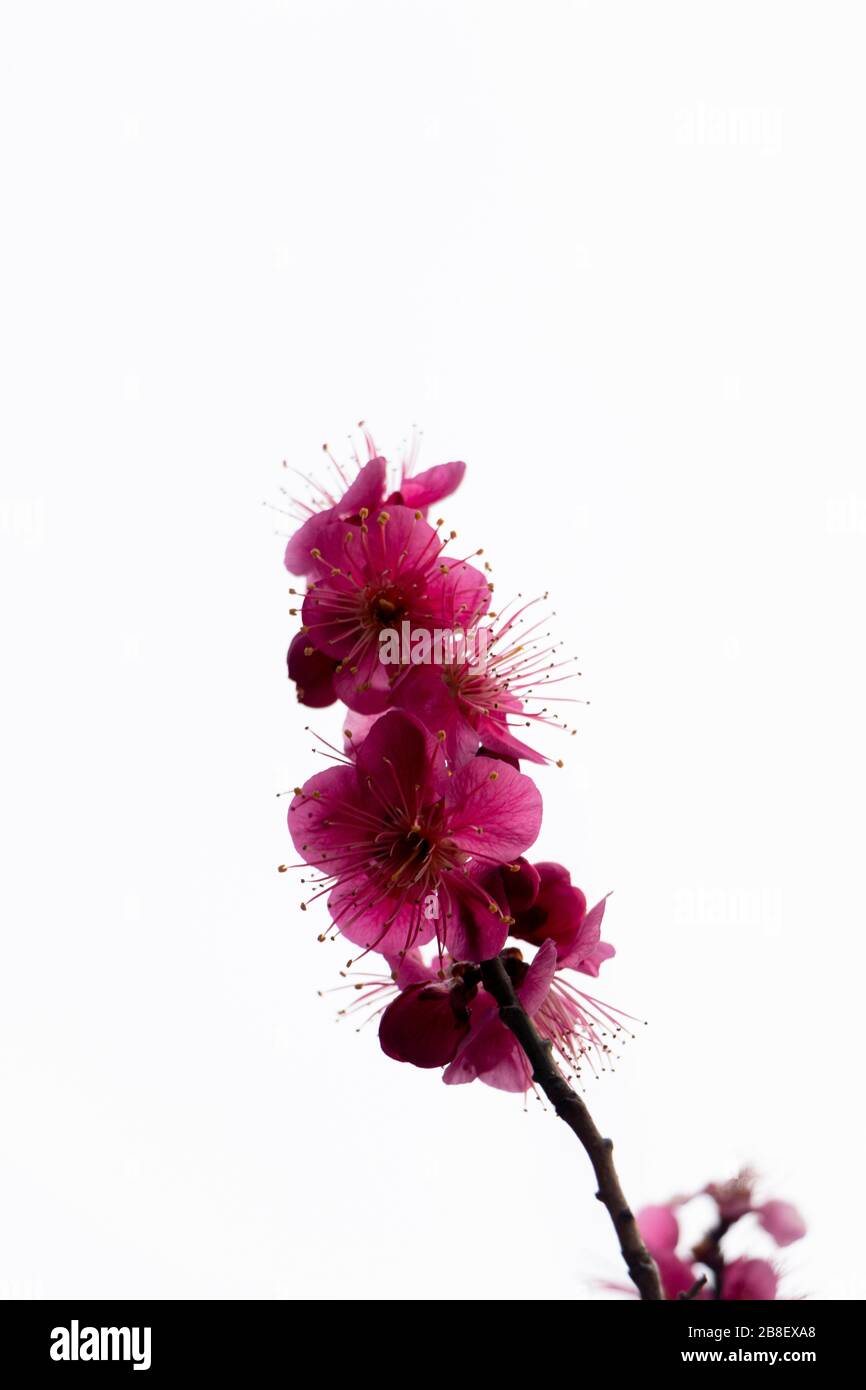la prune rose fleurit contre le ciel Banque D'Images