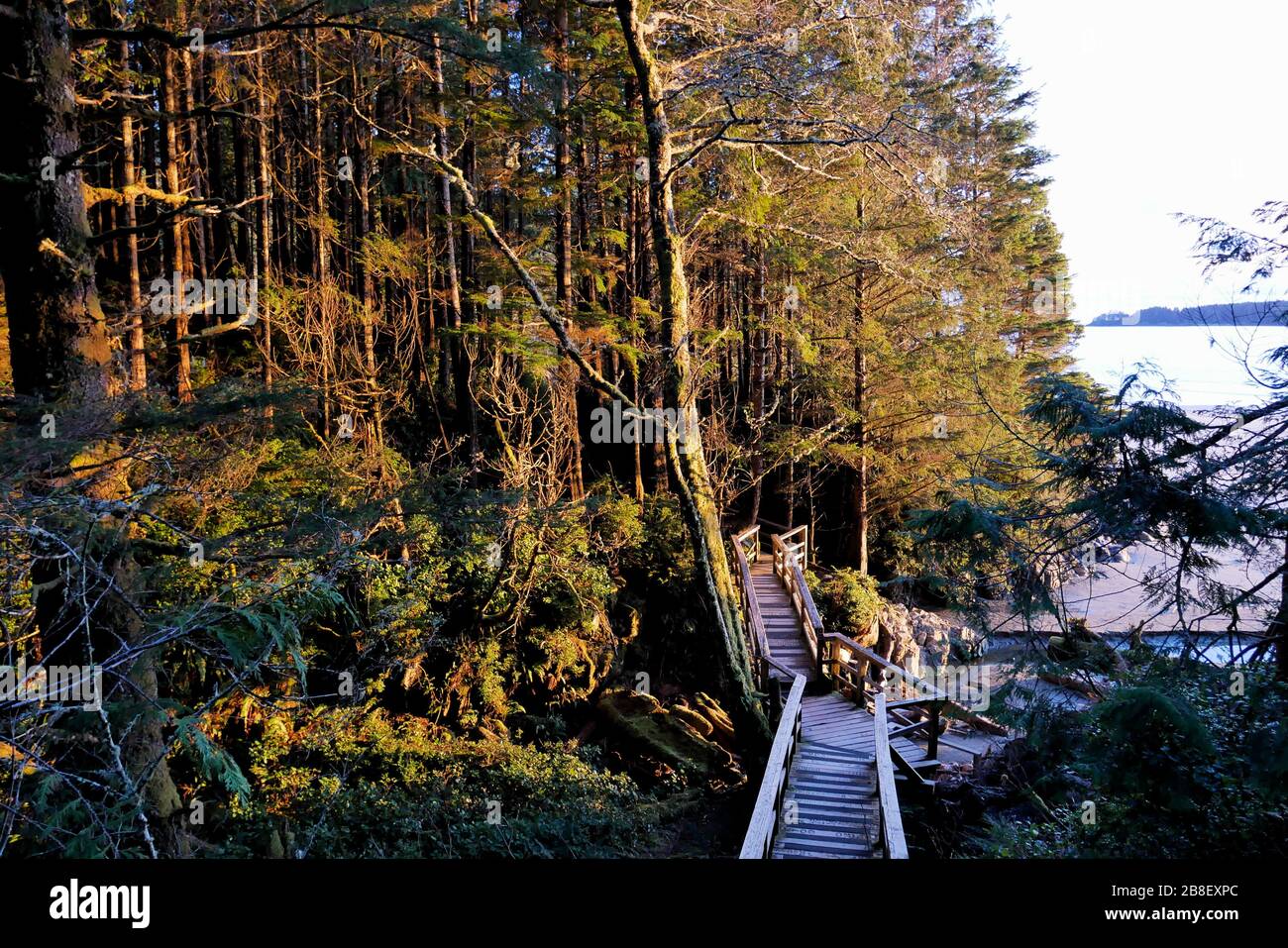 Lumière du coucher du soleil tombant sur les arbres et la promenade jusqu'à la plage sur la côte ouest du Canada Banque D'Images