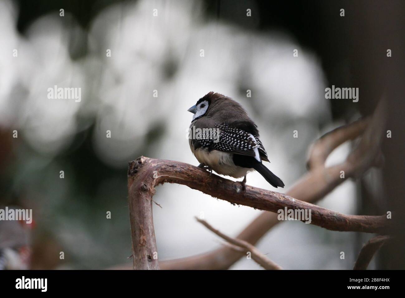 finch à double bared perché sur la branche avec fond doux Banque D'Images