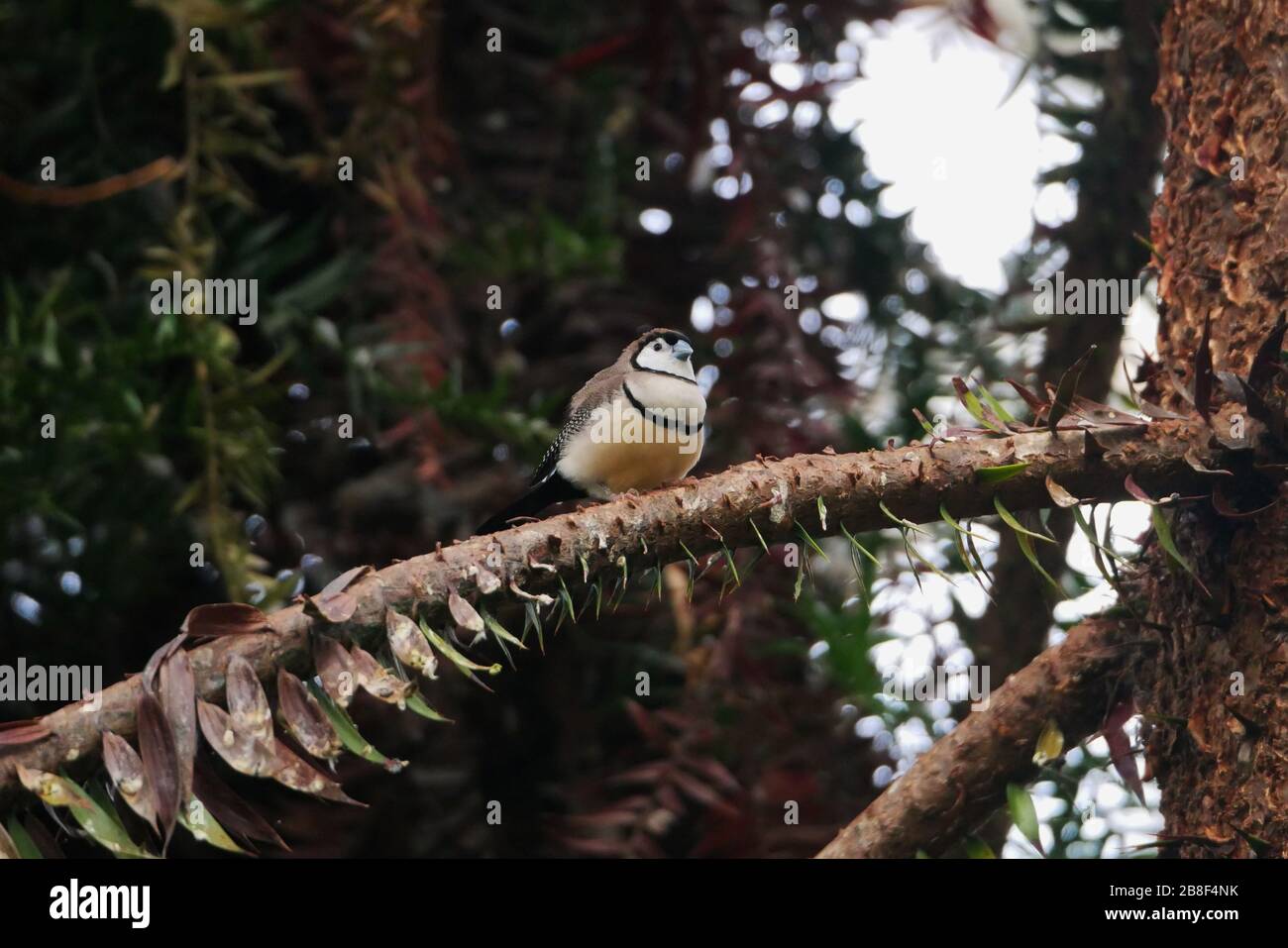 finch à double bared, également connu sous le nom de chouette finch, perché sur la branche avec un fond doux Banque D'Images