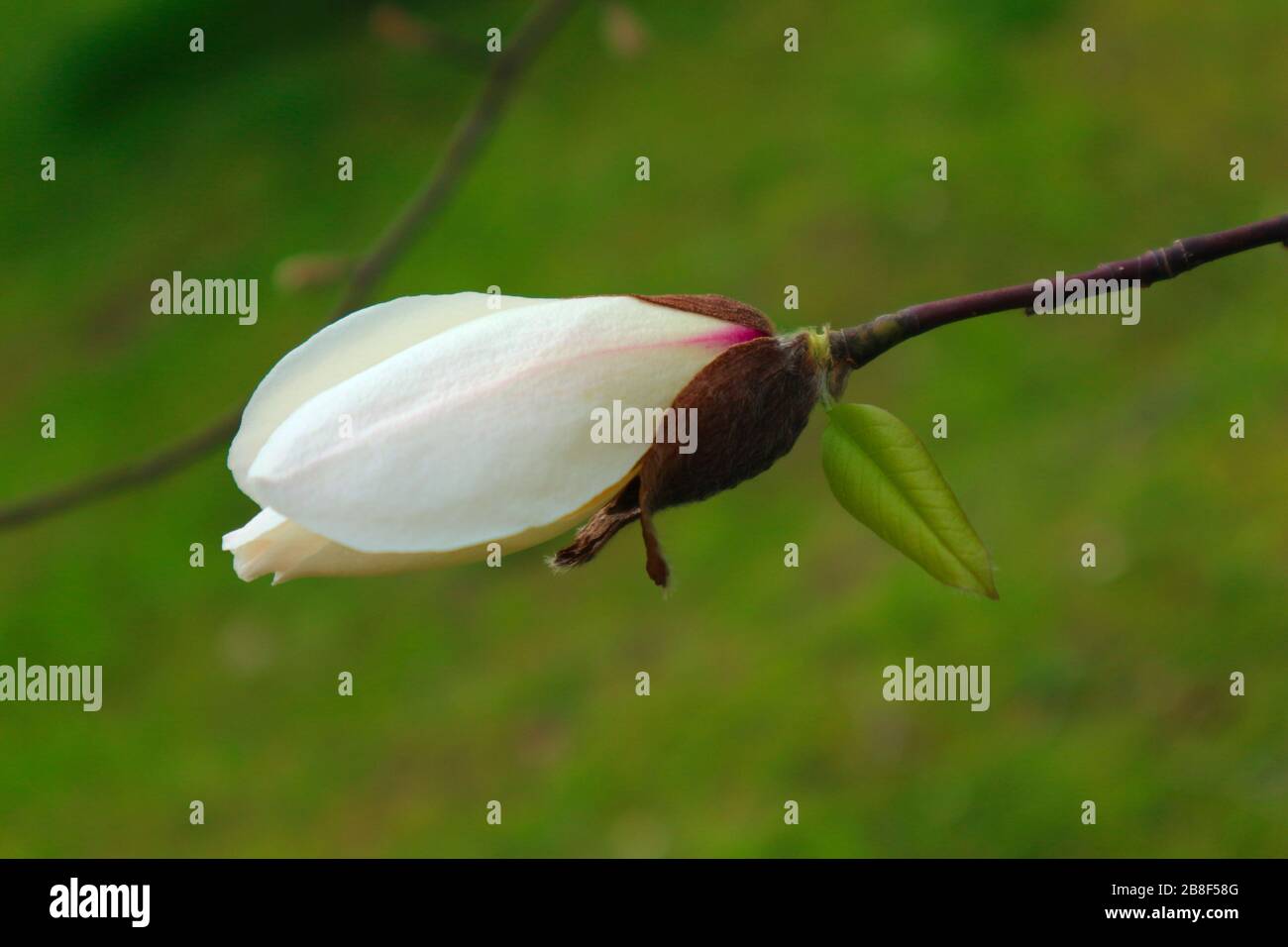 Bourgeon de fleur de magnolia blanc sur fond vert. Printemps. Banque D'Images