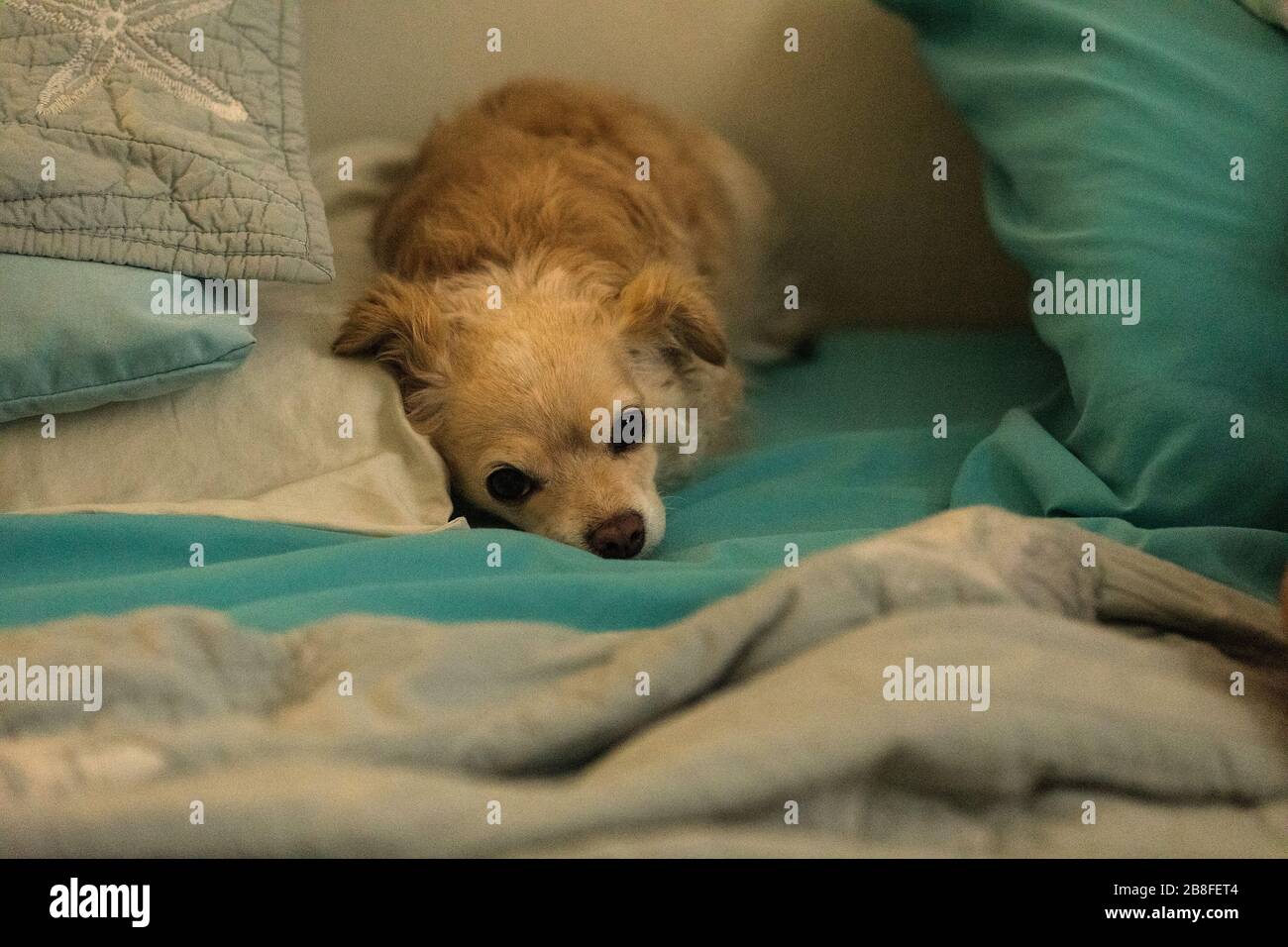 Le Chihuahua, un long et piquant, s'est enchevêtré dans un lit humain avec des draps bleus. Banque D'Images