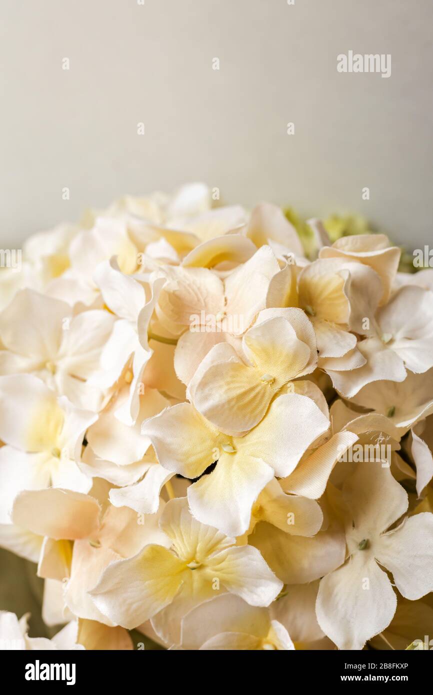 Belles fleurs printanières blanches, roses, jaunes, de couleur pastel, isolées sur fond blanc Banque D'Images