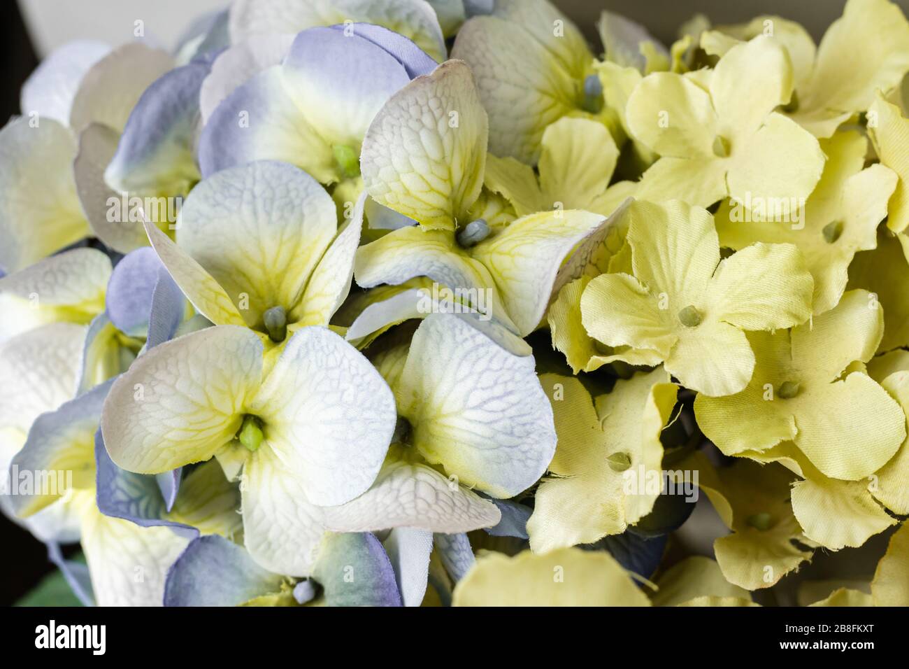 Belle couleur violet blanc vert jaune bleu pastel couleur printemps fleurs isolées gros plan Banque D'Images