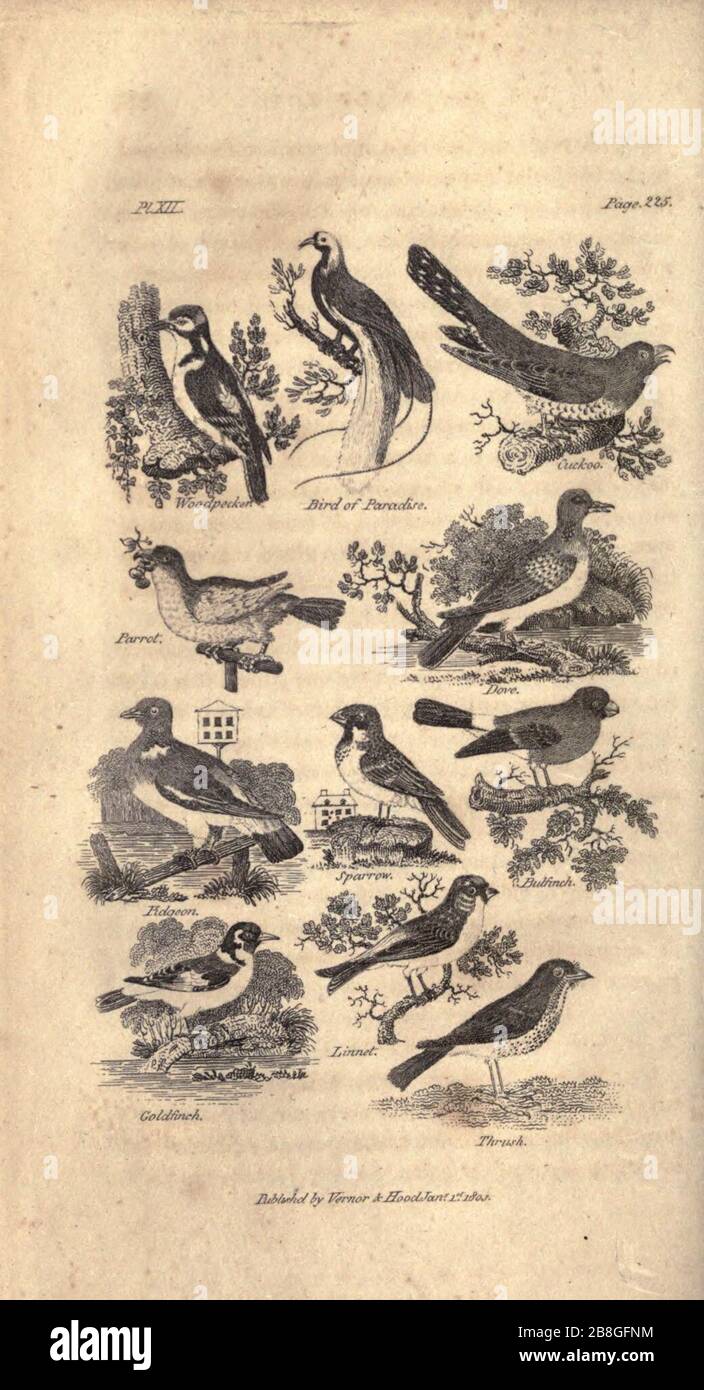 Histoire de Goldsmith sur la terre et nature animée, abrégée (PL. XII) (7872684696). Banque D'Images