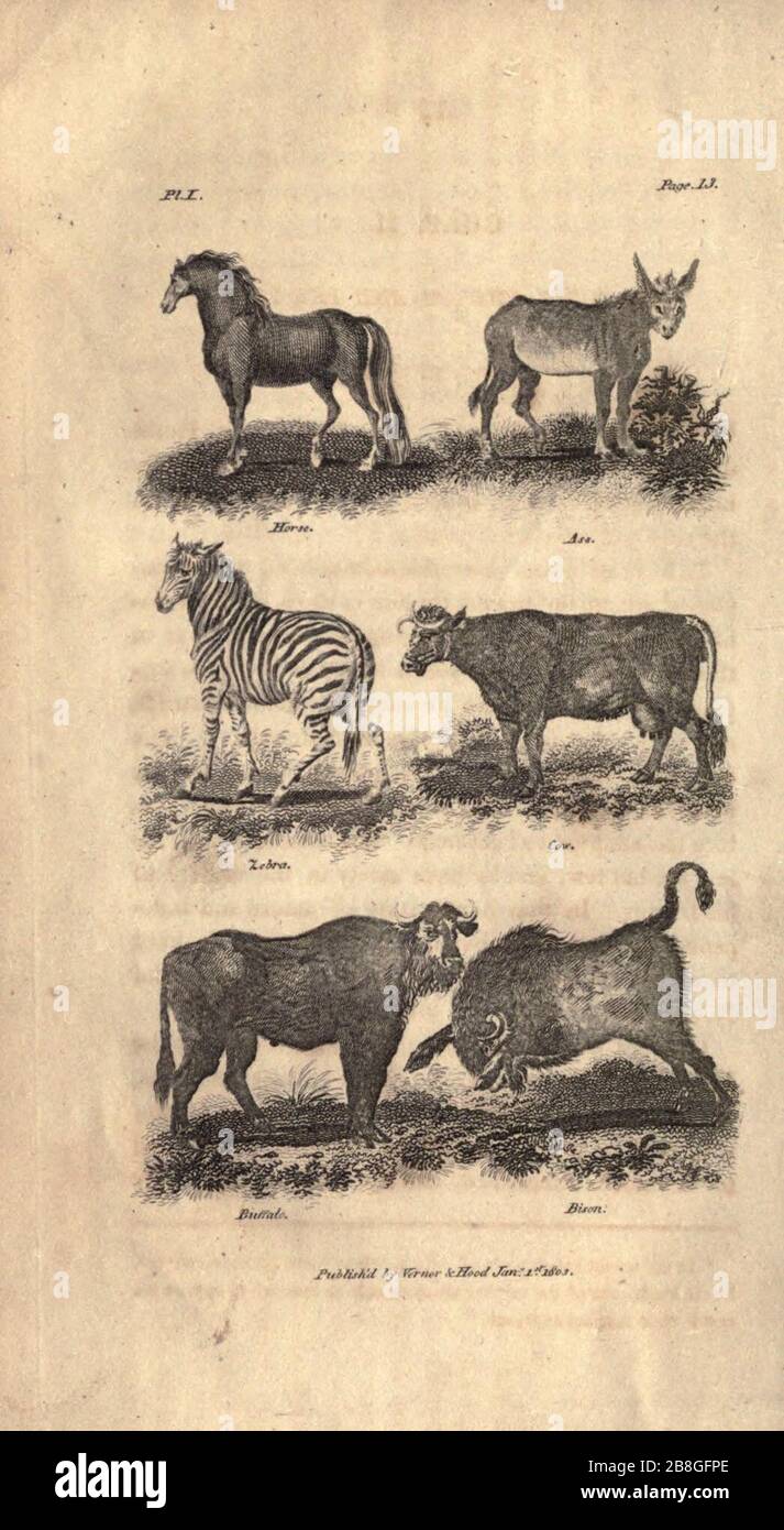 Histoire de Goldsmith sur la terre et nature animée, abrégée (PL. I) (7872676692). Banque D'Images