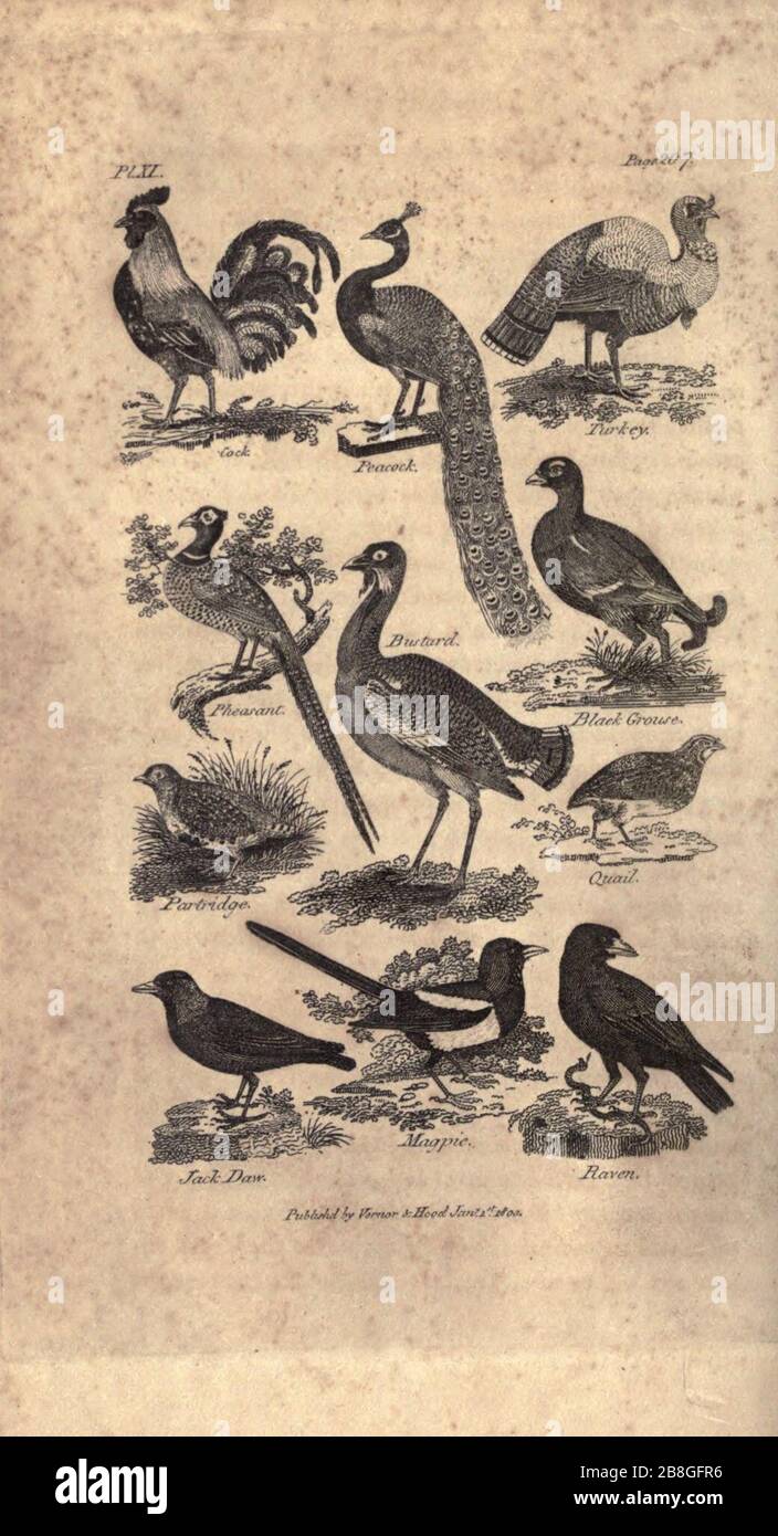 Histoire de Goldsmith sur la terre et nature animée, abrégée (PL. XI) (7872683038). Banque D'Images